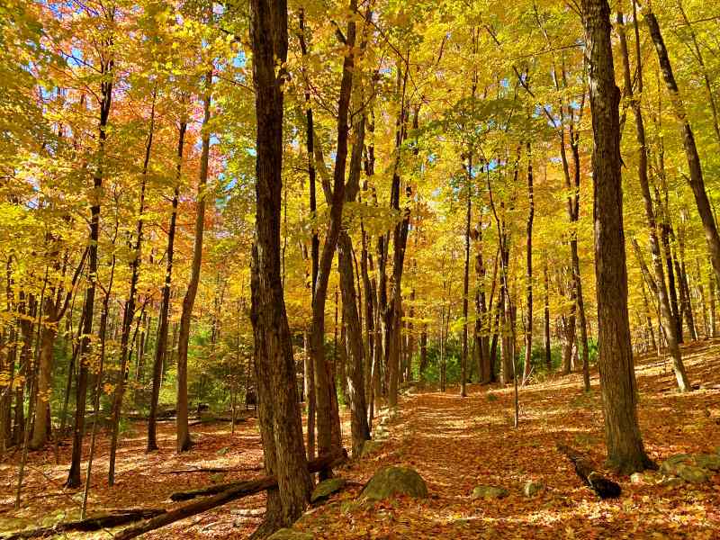 trees in fall on trail High Peterskill Trail Mohonk - Minnewaska Hudson Valley