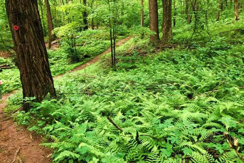 fern-grove-on-red-trail-Shaupeneak-Ridge
