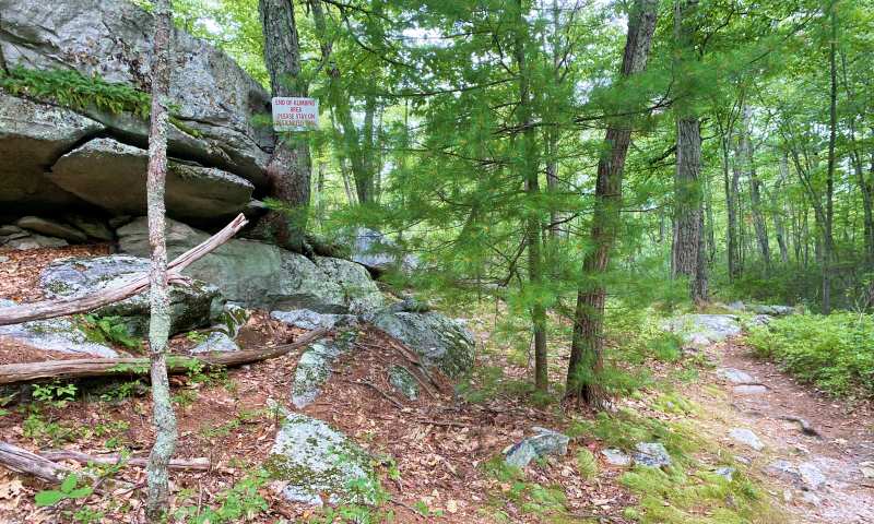 trees and rocks aND TRAIL High Peterskill Trail Mohonk - Minnewaska Hudson Valley