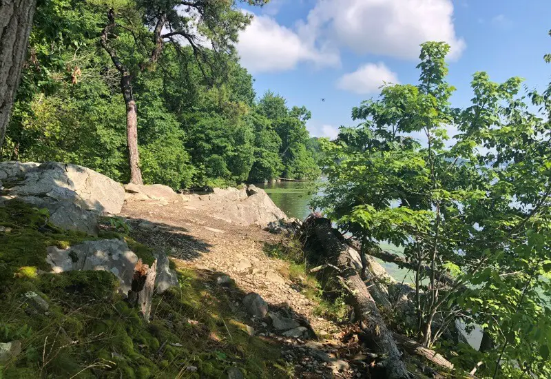 Black-Creek-Preserve-Trail-Pitch-Pine-Overlook