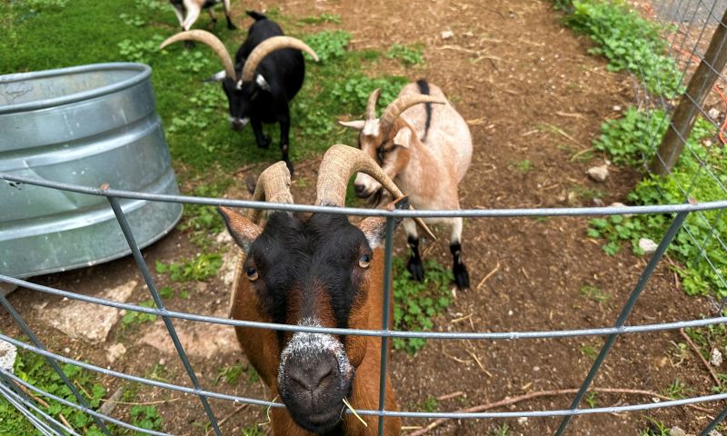 goats at Baldwin Vineyard