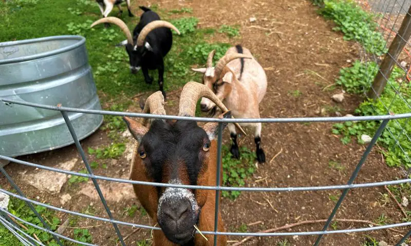 goats at Baldwin Vineyard