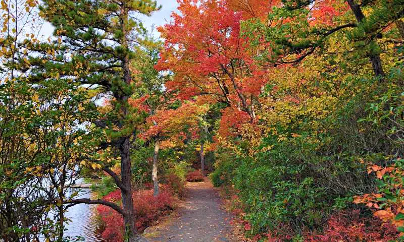 MInnewaska lake Loop Fall