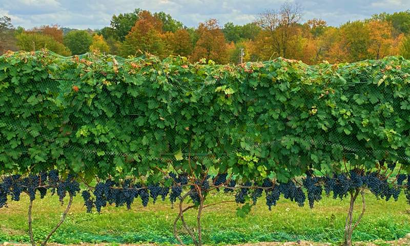 Robibero Winery grapes on vine
